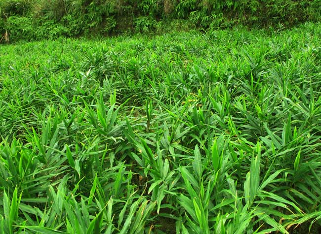 生姜種植管理方法