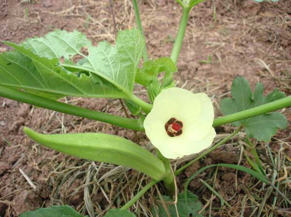 中藥材種植技術