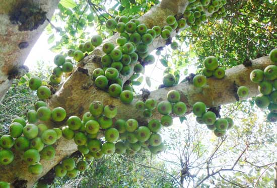 無(wú)花果栽培技術(shù)