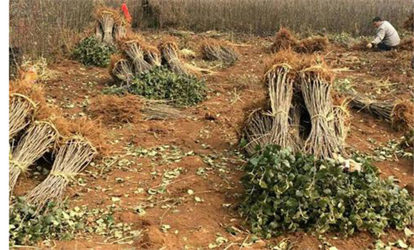 種植板栗樹(shù)要翻耕林地