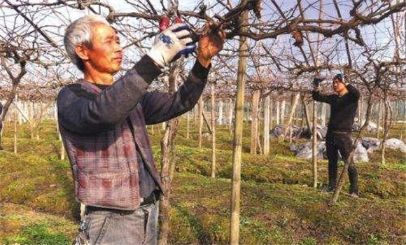 葡萄修剪時留枝的主要技巧與技術(shù)要點