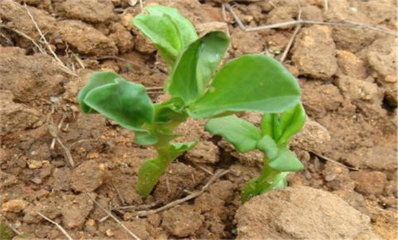 蠶豆種植時(shí)間是幾月份