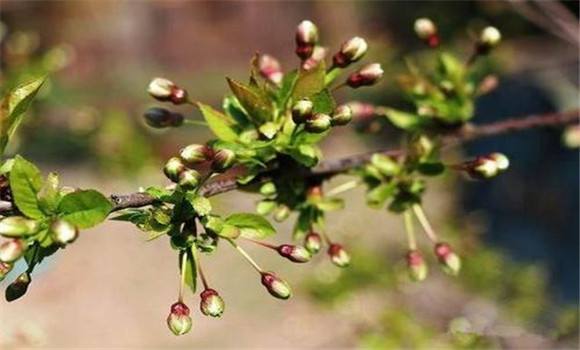 車?yán)遄用妊块_(kāi)花前施肥