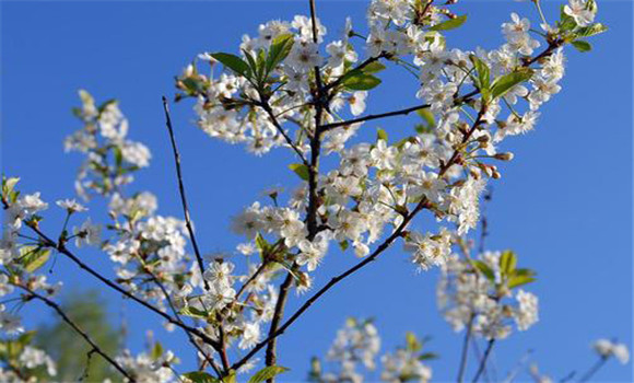 櫻桃種植技術(shù)要點