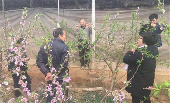 保護地桃樹定植后的管理