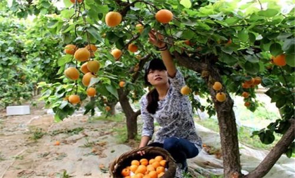 杏樹要進行地膜覆蓋