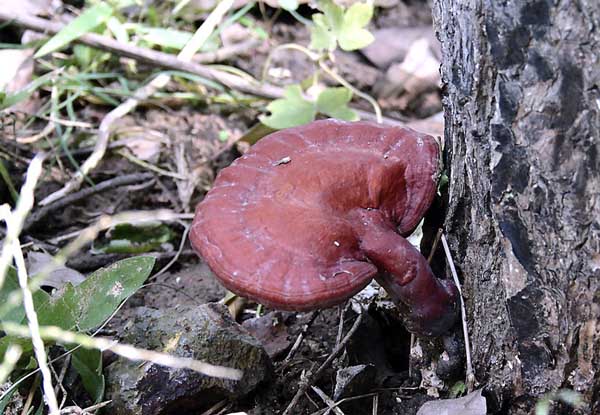 中藥材種植方法