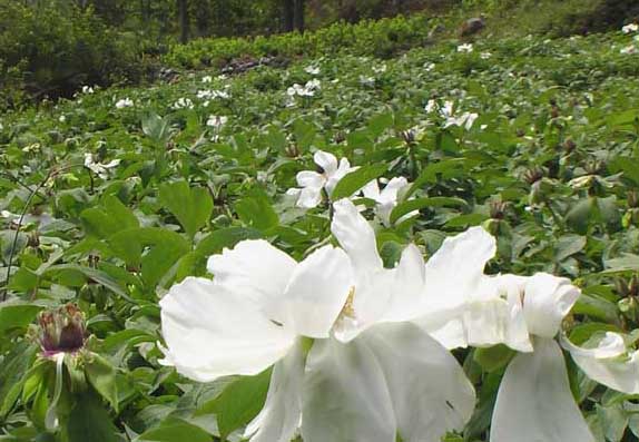 中藥材種植技術(shù)