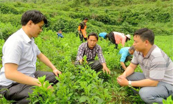 白術(shù)高效種植的幾個(gè)關(guān)鍵步驟