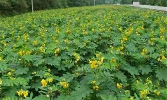 決明種植管理方法與步驟 決明子種植技術(shù)