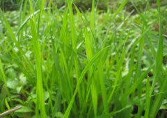 黑麥草種植技術(shù)