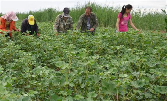 大豆摘心控苗技術(shù)