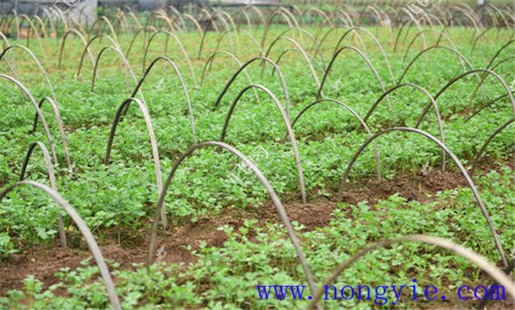 西芹定植方法與主要步驟