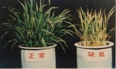 氮、磷、鉀對(duì)植物的作用分別是什么