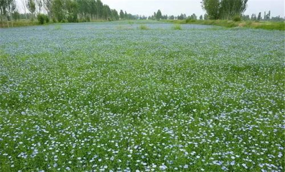 胡麻種植技術(shù)要點