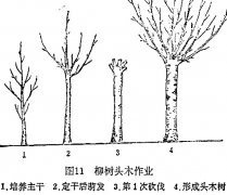 什么是柳樹頭木作業(yè) 怎樣施行？