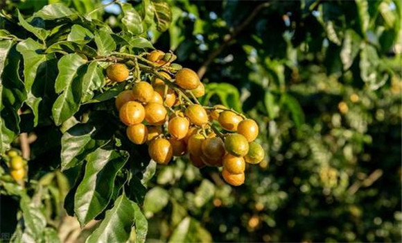 黃皮如何疏花、疏果、保果