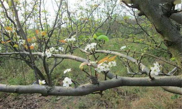 成年果樹夏、秋季開花的原因