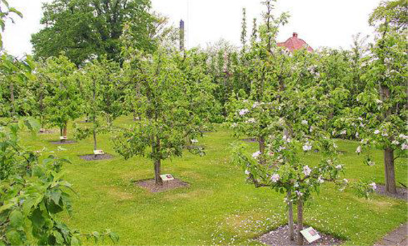 防止夏、秋季開花的措施