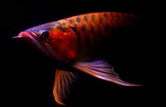 紅龍魚(yú)怎么才能養(yǎng)好？紅龍魚(yú)的正確飼養(yǎng)方法