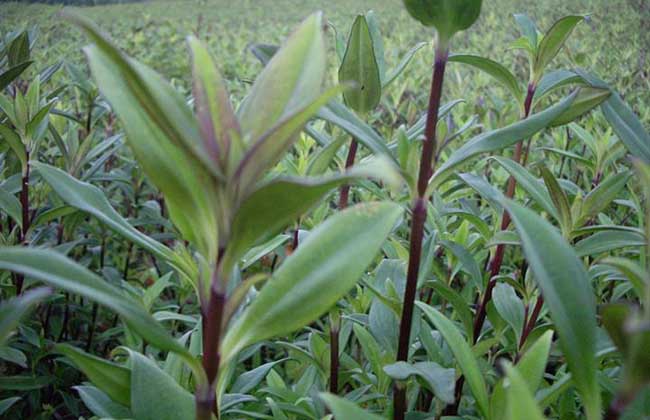 龍膽草種植技術(shù)要點(diǎn)