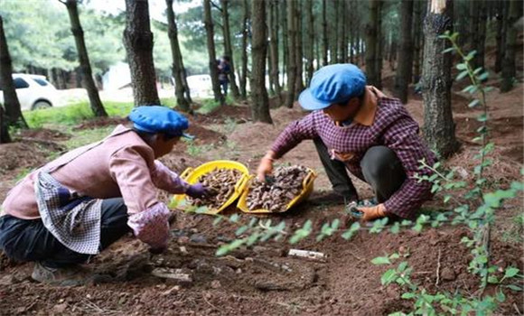 天麻種植技術(shù)與栽培管理方法