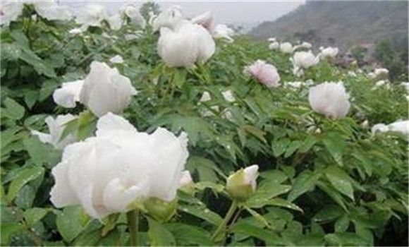 白芍種植技術(shù)、方法與主要步驟