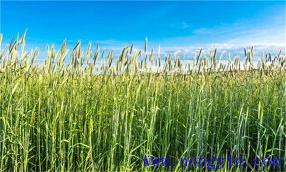 燕麥的種植與管理技術(shù)要點