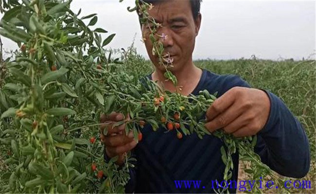 枸杞種植管理技術要點