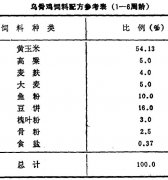 怎樣飼養(yǎng)商品烏骨雞？