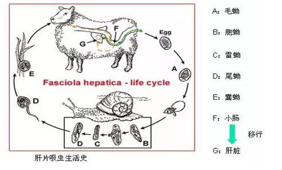 羊肝片吸蟲(chóng)病的癥狀