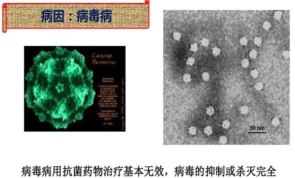 犬細(xì)小病毒病怎么治