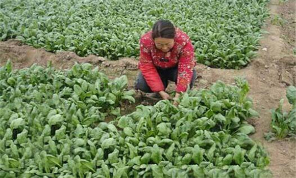 菠菜種植管理技術(shù)