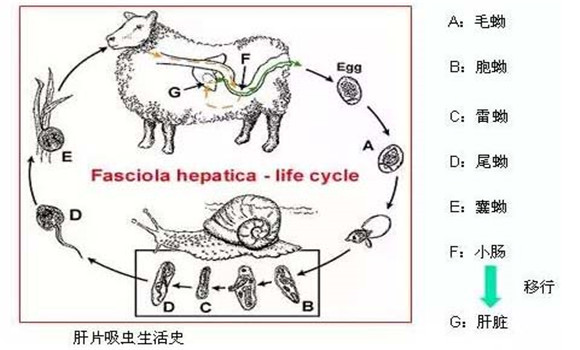 羊肝片吸蟲病傳染嗎？