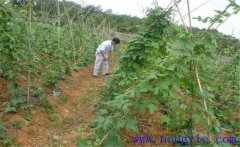 種植葛根如何管理？葛根田間管理技術(shù)要點