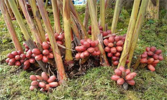 草果種植技術(shù)與管理要點(diǎn)