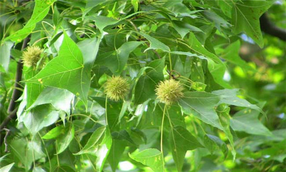 楓香種植技術(shù)