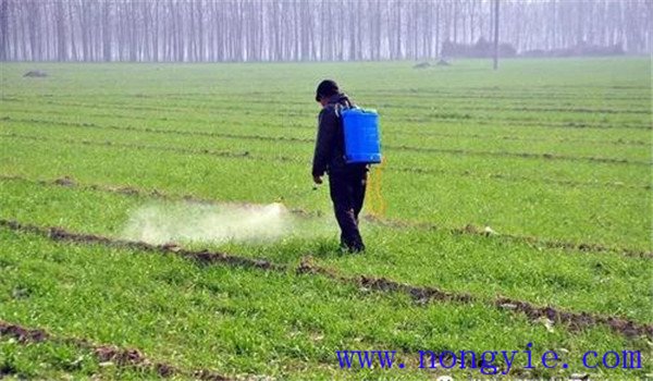 小麥除草劑什么時候打