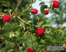 樹(shù)莓種植方法 樹(shù)莓栽培與種植技術(shù)