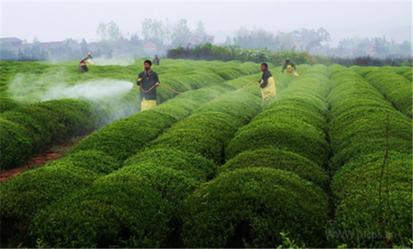 農(nóng)業(yè)種植技術(shù)