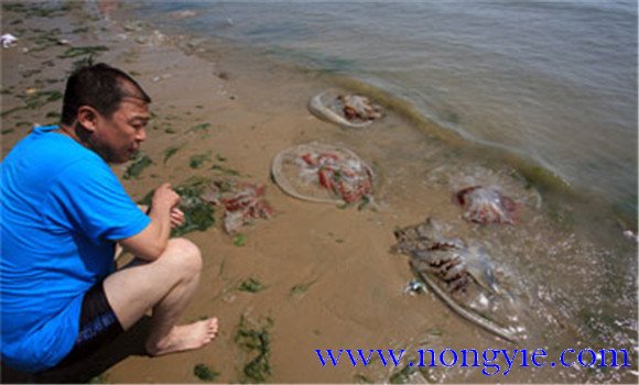 海蜇能蜇死人嗎，如何預(yù)防被蜇傷