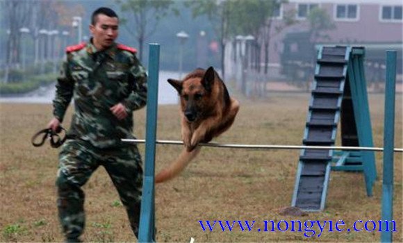 訓犬員必須準確掌握的四大訓練要領