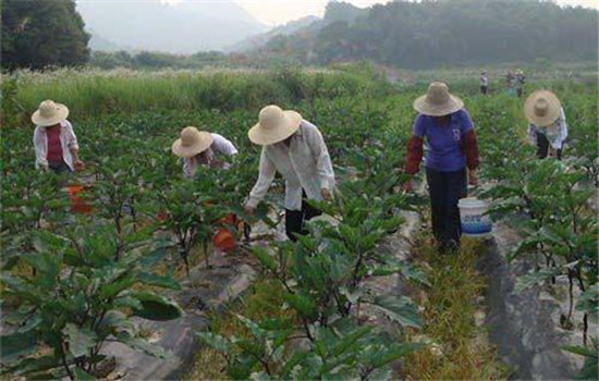 合理進行葉面施肥的方法