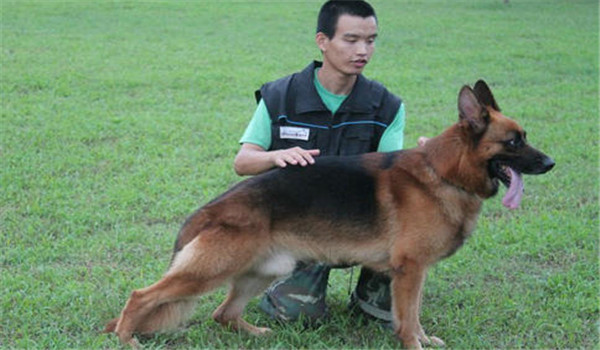 因犬制宜，區(qū)別對(duì)待