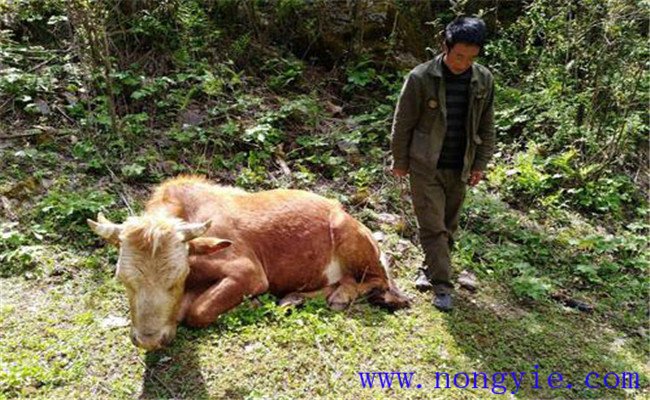 牛食用爛紅薯中毒的癥狀表現(xiàn)、診治與治療方法