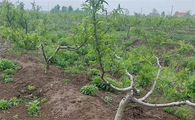 草銨膦傷果樹(shù)根嗎