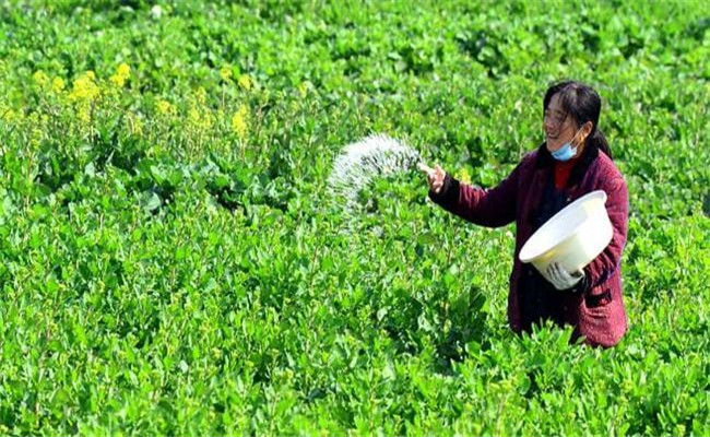 油菜為什么要多施磷肥