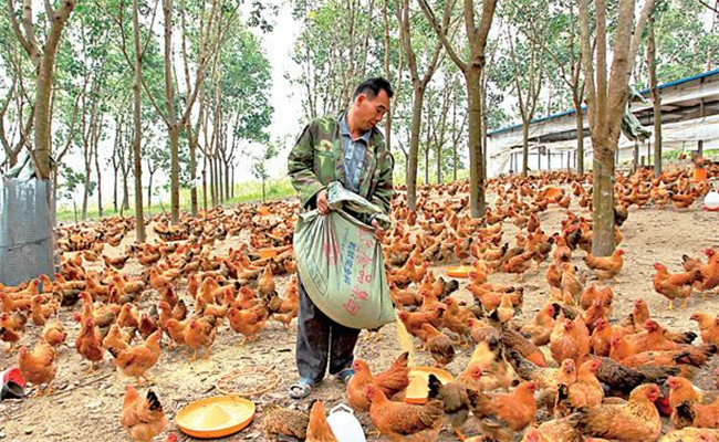 養(yǎng)雞用鹽的講究:飼料食鹽用量、食鹽中毒的防治