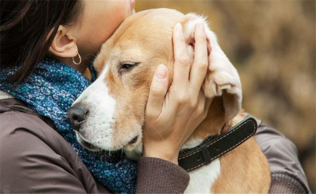 怎樣喂養(yǎng)年老犬