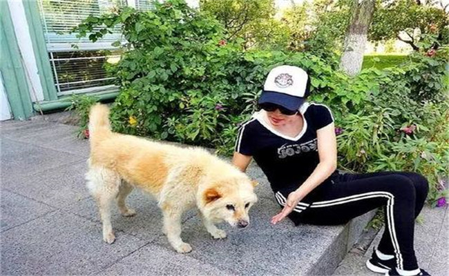 怎樣喂養(yǎng)妊娠犬、哺乳犬